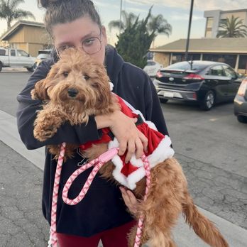 Canine Learning Academy - Pet Training Near Me - Huntington Beach, California