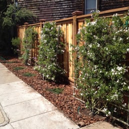New fence and plants New fence and plants