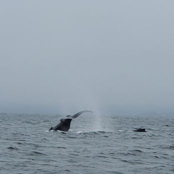 Discovery Whale Watch - First whale spotting! - Whale Watching Tours Near Me - Monterey, California