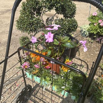 Monarcas Nursery - Thank you to Mr. Luis for give me a beautiful flower! - Nurseries & Gardening Near Me - Los Angeles, California Monarcas Nursery - Thank you to Mr. Luis for give me a beautiful flower! - Nurseries & Gardening Near Me - Los Angeles, California