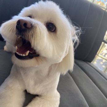 Huellitas Dog Grooming - Bowie! - Pet Groomers Near Me - Vallejo, California Huellitas Dog Grooming - Bowie! - Pet Groomers Near Me - Vallejo, California
