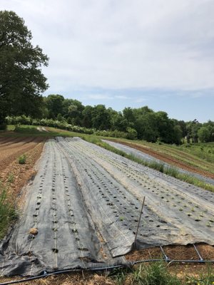 Wollam Gardens by null