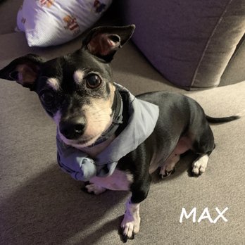 Caring Pet Service - Max (Chiweenie dog) - Pet Services Near Me - Los Gatos, California Caring Pet Service - Max (Chiweenie dog) - Pet Services Near Me - Los Gatos, California