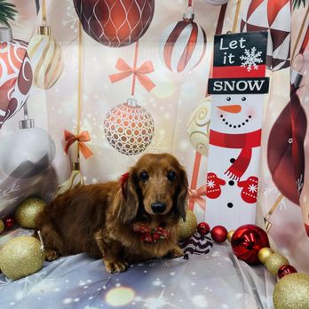 Classy k9 Mobile Grooming - Pet Groomers Near Me