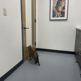 Rigatoni (patient) in the cat room, waiting for the vet!