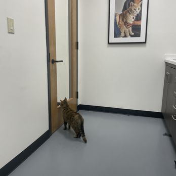Heart + Paw - Rigatoni (patient) in the cat room, waiting for the vet! - Veterinarians Near Me - Philadelphia, Pennsylvania