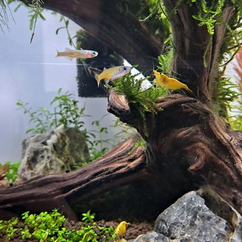 Pet Zone Tropical Fish - Paskai rainbowfish and ultra gold dwarf shrimp in 25cm uns cube (4gal) planted tank. - Local Fish Stores Near Me - San Diego, California Pet Zone Tropical Fish - Paskai rainbowfish and ultra gold dwarf shrimp in 25cm uns cube (4gal) planted tank. - Local Fish Stores Near Me - San Diego, California