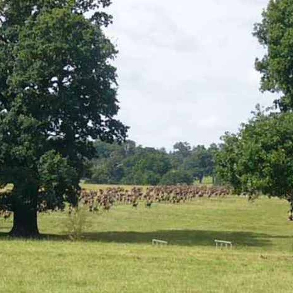 Windsor Great Park - Parks Near Me - Windsor, WNM Windsor Great Park - Parks Near Me - Windsor, WNM