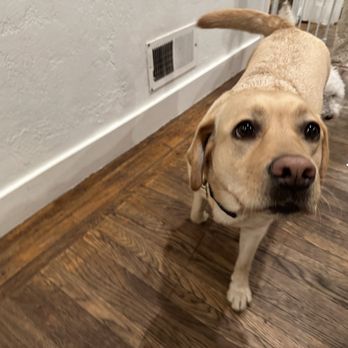 Hound Away From Home - North - Dog - Pet Sitting Near Me - San Mateo, California Hound Away From Home - North - Dog - Pet Sitting Near Me - San Mateo, California
