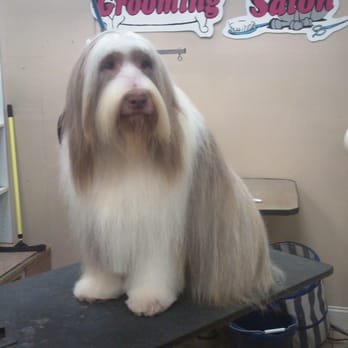 Pretty Pets Grooming Salon - Jiggs our bearded collie - Pet Groomers Near Me - Dobbs Ferry, New York Pretty Pets Grooming Salon - Jiggs our bearded collie - Pet Groomers Near Me - Dobbs Ferry, New York