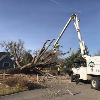T4 Tree Services - Tree Services Near Me - Grand Junction, Colorado T4 Tree Services - Tree Services Near Me - Grand Junction, Colorado