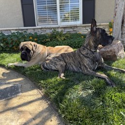 Two massive males...Sioux the mastiff and Hamlet the Dane! Two massive males...Sioux the mastiff and Hamlet the Dane!
