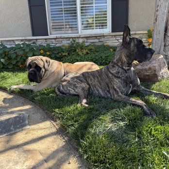 Rose City Veterinary Hospital - Two massive males...Sioux the mastiff and Hamlet the Dane! - Veterinarians Near Me - Pasadena, California
