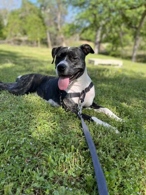 Reverchon Park by null