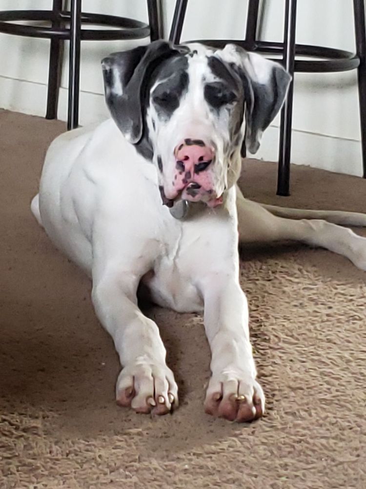 ELLIOTTE’S PET SPA & SALON Updated May 2024 33 Photos & 35 Reviews 3002 Guess Rd, Durham