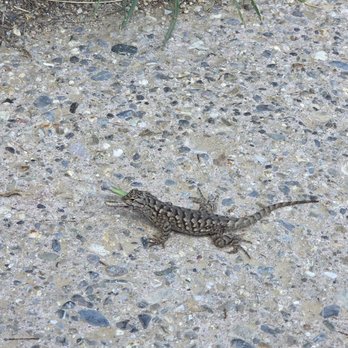 Great Basin National Park - Lizard  09-21-2025 - Parks Near Me - Baker, Nevada