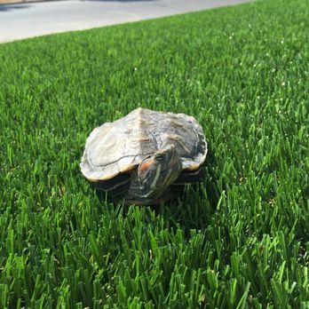 Turf Plus - Pet turtle - Artificial Turf Near Me Turf Plus - Pet turtle - Artificial Turf Near Me
