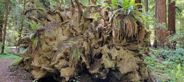 Hendy Woods State Park by null