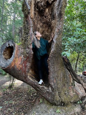 Drive-Thru Tree Park Leggett by null