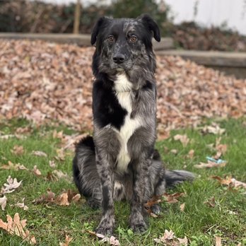 StingrayTommy - Pet Training Near Me - Brick, New Jersey StingrayTommy - Pet Training Near Me - Brick, New Jersey