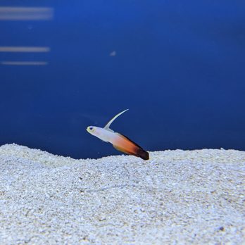 Lighthouse Aquatics - Aquarium Services Near Me - Indio, California
