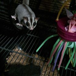 Sugar Haven Rescue - A sugar glider named Tasha sits on her way favorite wheel looking at the camera.