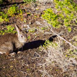 Boucher Trail - So many bunnies on the trail!