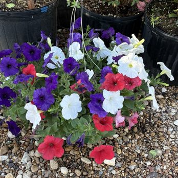 Sisters’ Garden - Red white and blue petunia hanging basket - Nurseries & Gardening Near Me - Whitney, Texas