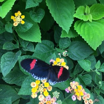 GT Butterfly House & Bug Zoo - Zoos Near Me - Williamsburg, Michigan GT Butterfly House & Bug Zoo - Zoos Near Me - Williamsburg, Michigan