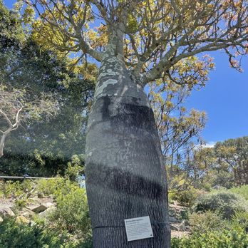 Royal Botanic Gardens - A Queensland bottle tree - Botanical Gardens Near Me - Sydney, NSW Royal Botanic Gardens - A Queensland bottle tree - Botanical Gardens Near Me - Sydney, NSW
