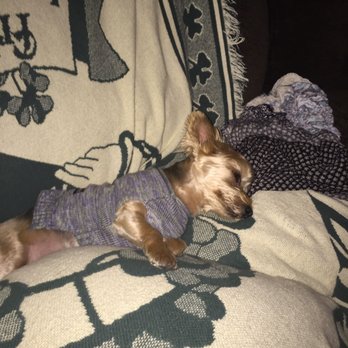 Jackson Bark - Had so much fun! Time for a much needed nap! - Dog Parks Near Me - Chicago, Illinois