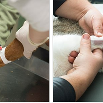 Midway Mobile Veterinary Service - Veterinarians Near Me - Largo, Florida Midway Mobile Veterinary Service - Veterinarians Near Me - Largo, Florida