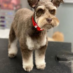 Cosmopawlitan Mobile Dog Grooming