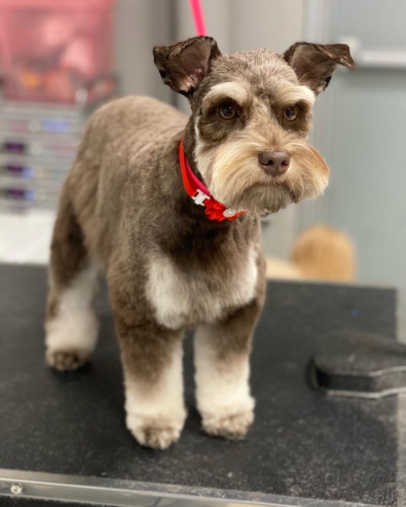 COSMOPAWLITAN MOBILE DOG GROOMING Updated June 2024 31 Photos & 16