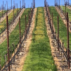 Belden Barns - Vineyard in spring