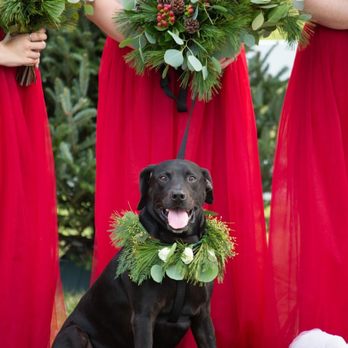 FairyTail Pet Care - Pet Sitting Near Me - Tampa, Florida FairyTail Pet Care - Pet Sitting Near Me - Tampa, Florida
