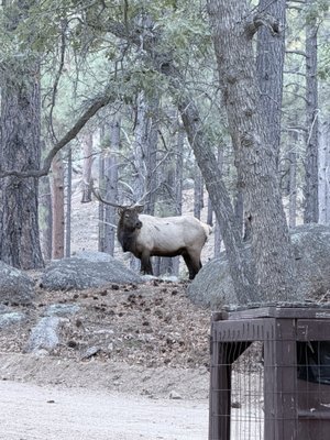 Hualapai Mountain Park Campground by null