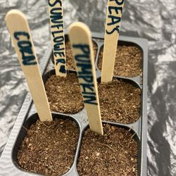 LA County Library - Carson Library - Farm to Summer: Gardening for Kids (planting sunflower, peas, pumpkin, corn)