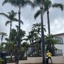 Photo of L&P Tree Service