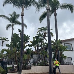 L&P Tree Service