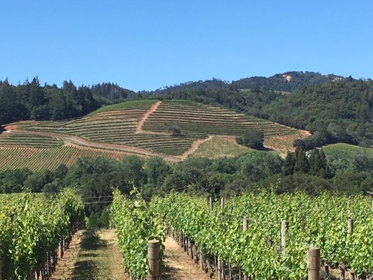 CAST Wines by null