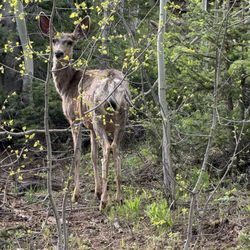 Uinta Adventures - White-tailed deer