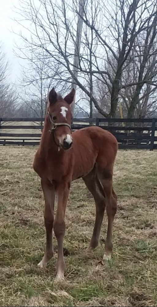 STONE FARM Updated September 2024 200 Stoney Point Rd, Paris