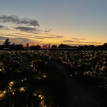 123 Farm - lavender field lights at night - Farmers Market Near Me - Cherry Valley, California