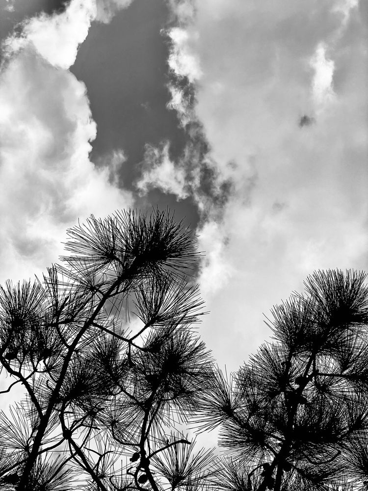 Hamptons Pines Park Image