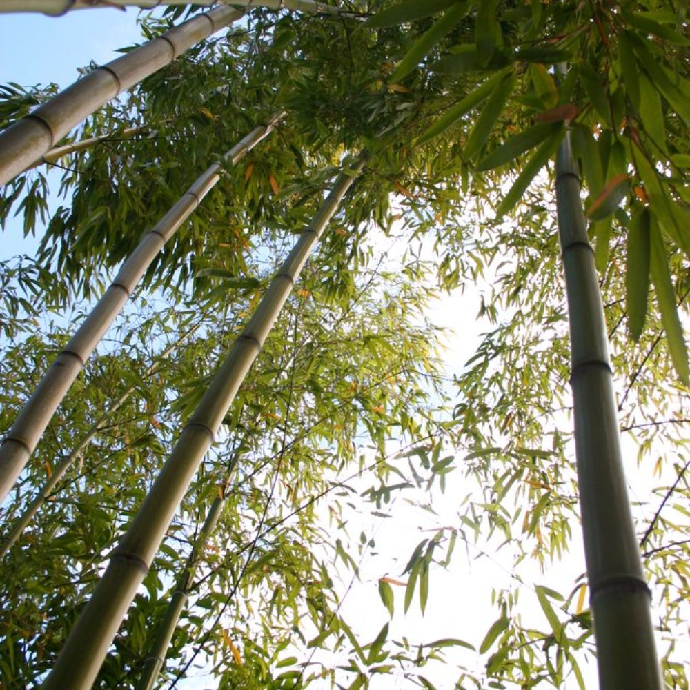 Artemesia Healing Arts - Acupuncture Near Me - Seattle, Washington
