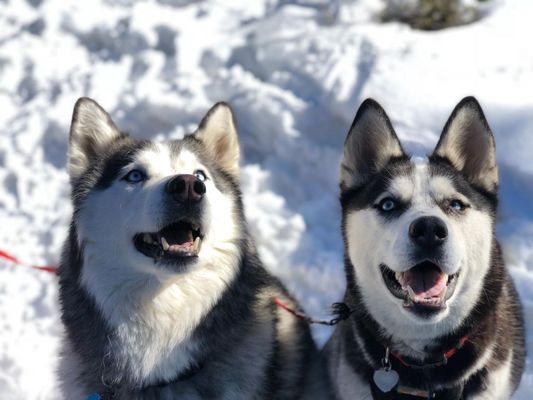 bay area k9 training