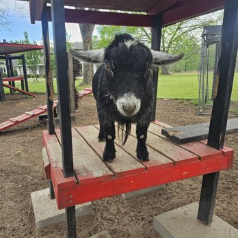 Happy Goat Retreat - He tried to eat my shoe - Vacation Rentals Near Me - Willis, Texas