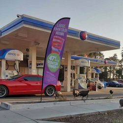 ampm - Turkeys taking over this Arco during rush hour!