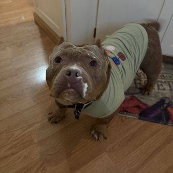 PetSmart - Pupachino in her fall wear - Pet Training Near Me - Walnut Creek, California PetSmart - Pupachino in her fall wear - Pet Training Near Me - Walnut Creek, California